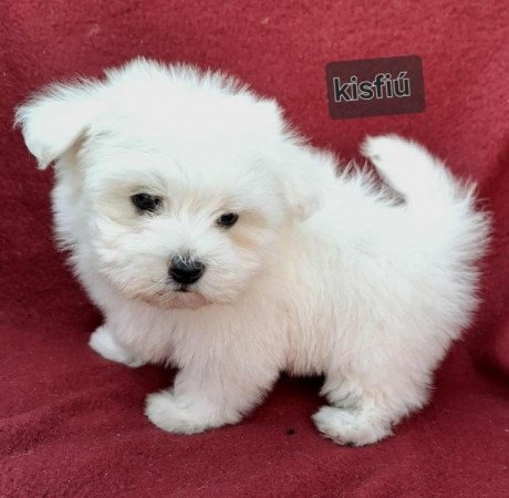 Bichon havanese