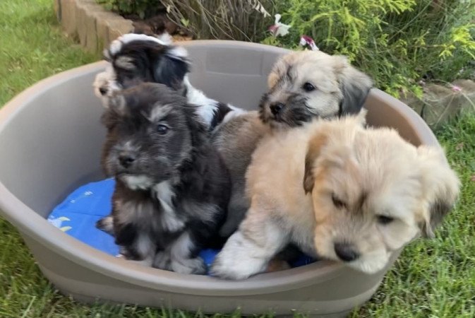 Bichon Havanese