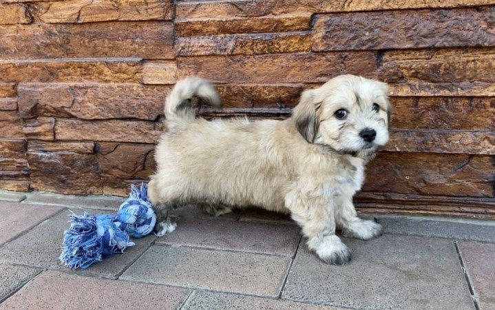 Bichon Havanese