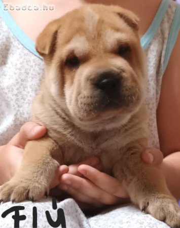 Shar pei kiskutyák eladók