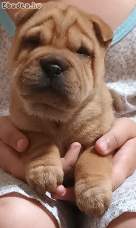 Shar pei kiskutyák eladók