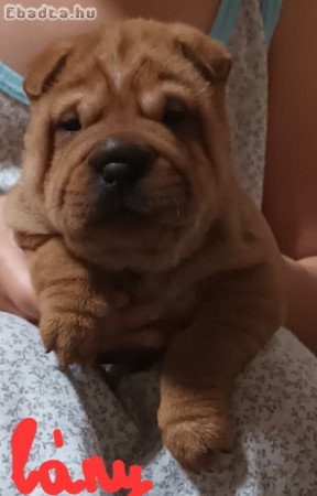 Shar pei kiskutyák eladók