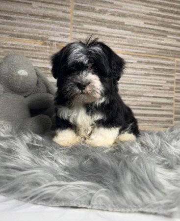 Bichon Havanese