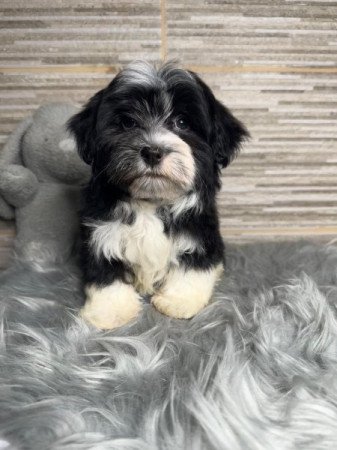 Bichon Havanese