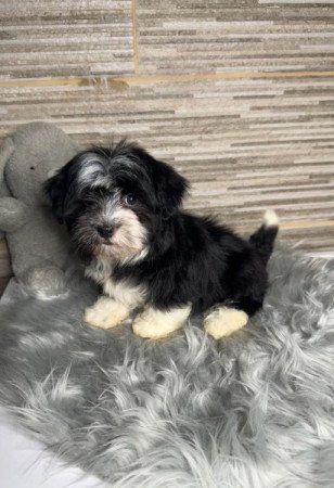 Bichon Havanese