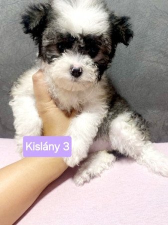 Bichon Havanese