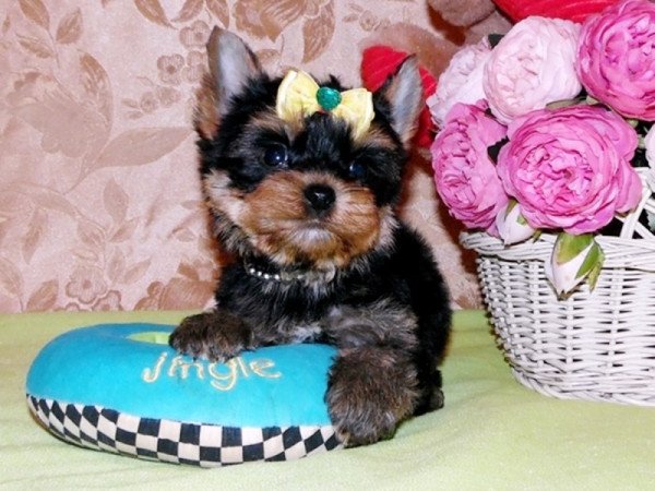 Yorkshire Terrier, Yorki