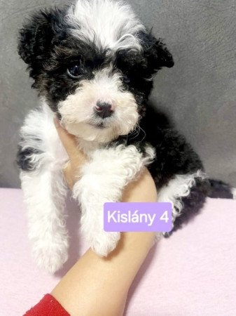 Bichon Havanese