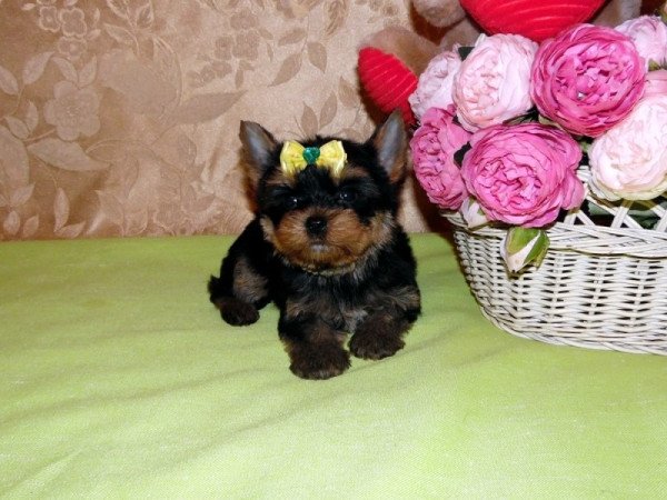 Yorkshire Terrier, Yorki