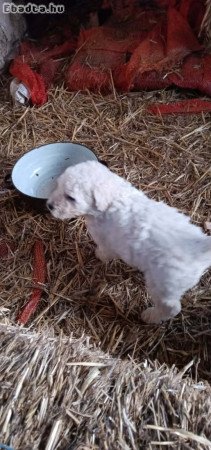 komondor kis kutyák