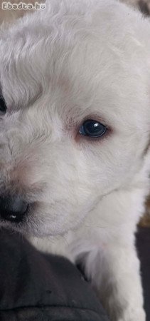 komondor kis kutyák