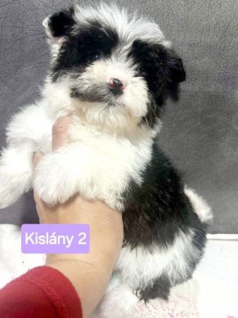 Bichon Havanese