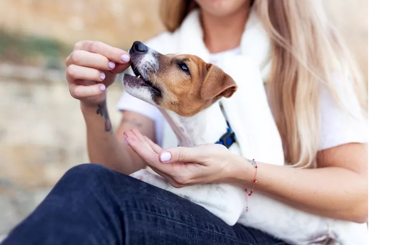 Miért akar kézből enni a kutyám?