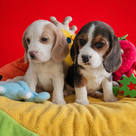 Csodaszép Beagle kislányok új gazdit keresnek!
