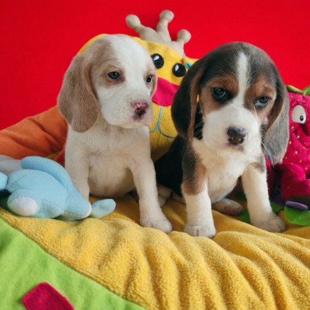 Csodaszép Beagle kislányok új gazdit keresnek!