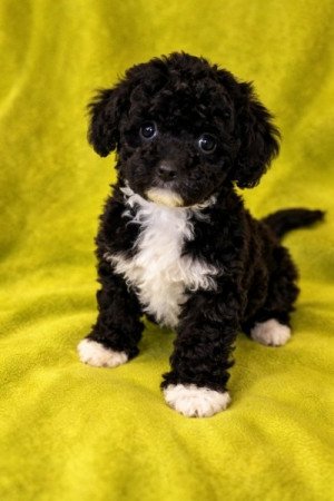 Maltipoo