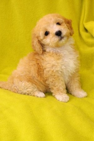 Maltipoo