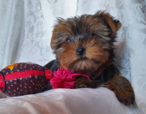 Yorkshire Terrier