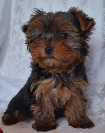 Yorkshire Terrier