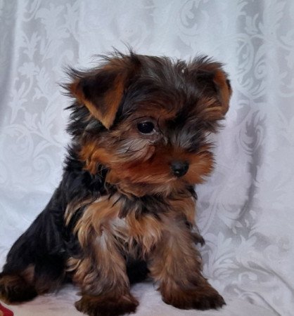 Yorkshire Terrier