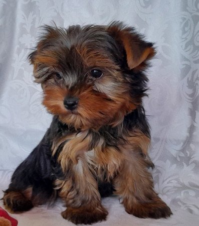 Yorkshire Terrier