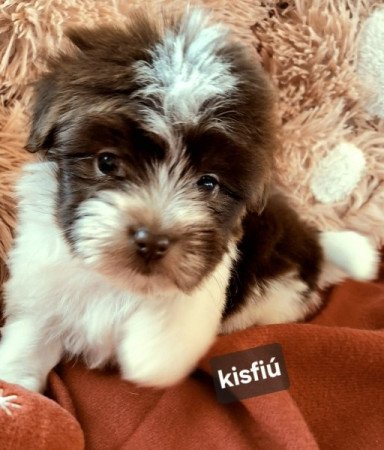 Bichon havanese