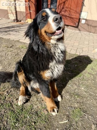 Törzskönyves 1 éves berni pásztor szuka eladó