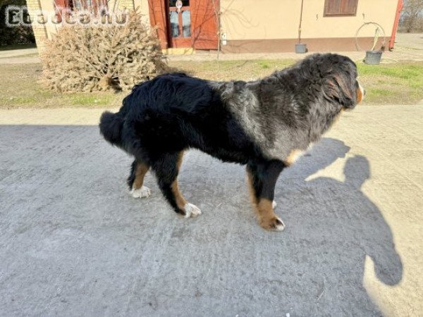 Törzskönyves 1 éves berni pásztor szuka eladó