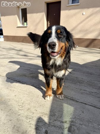 Törzskönyves 1 éves berni pásztor szuka eladó