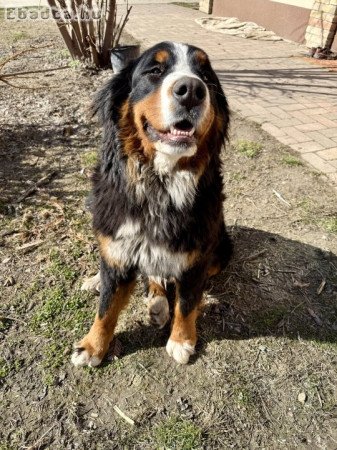 Törzskönyves 1 éves berni pásztor szuka eladó