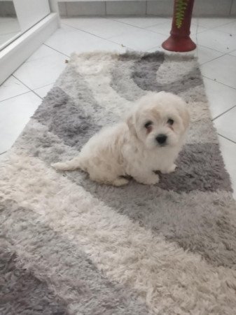 Havanese