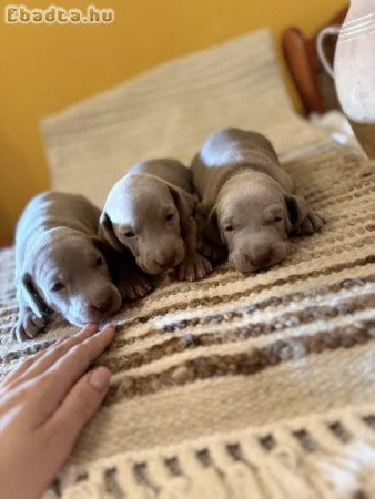 Fajtiszta weimari vizsla kiskutyák
