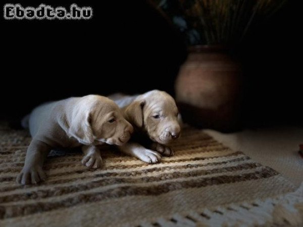 Fajtiszta weimari vizsla kiskutyák