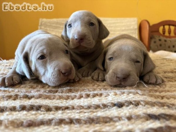 Fajtiszta weimari vizsla kiskutyák