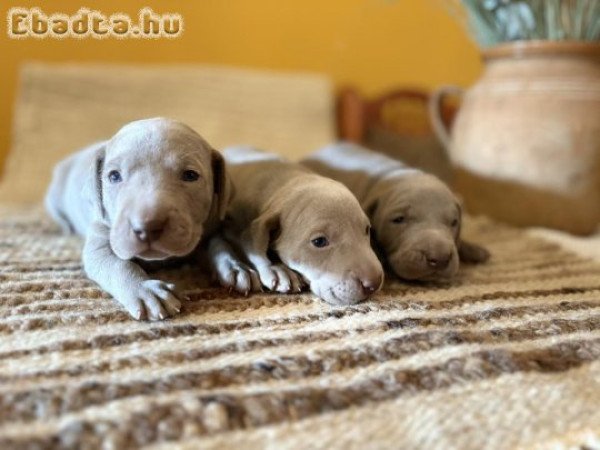 Fajtiszta weimari vizsla kiskutyák