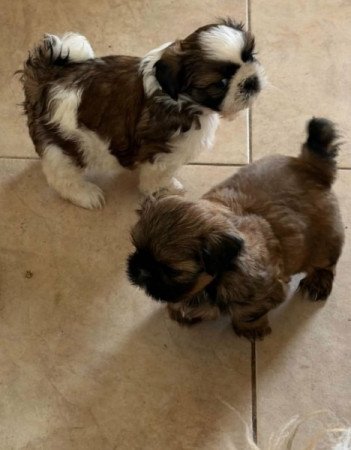 Shih tzu