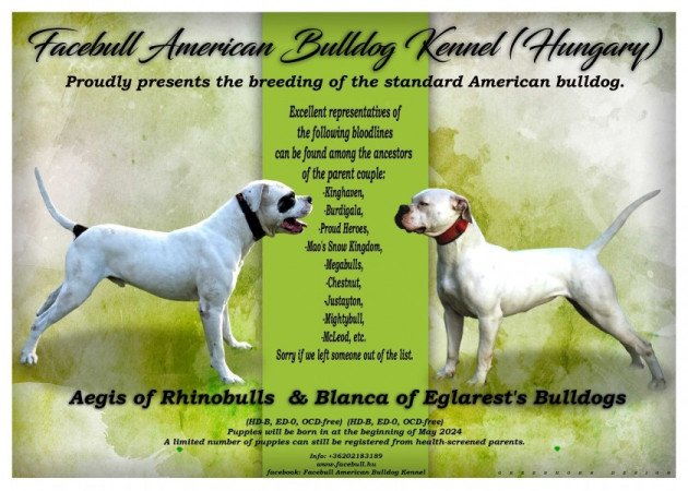 amerikai bulldog