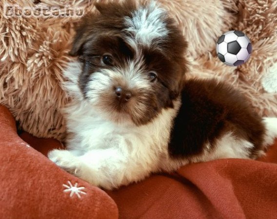 Havanese csodaszép kutyusok