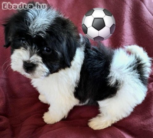 Havanese csodaszép kutyusok