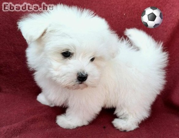 Havanese csodaszép kutyusok