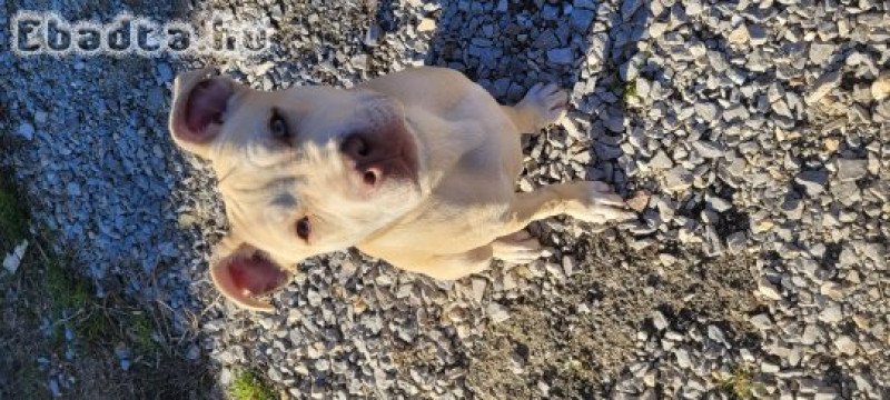 Amerikai staffordshire terrier