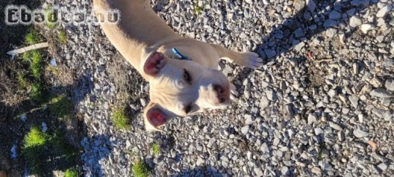 Amerikai staffordshire terrier