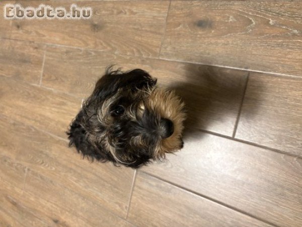 Szálkás szőrű tacskó