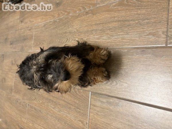 Szálkás szőrű tacskó