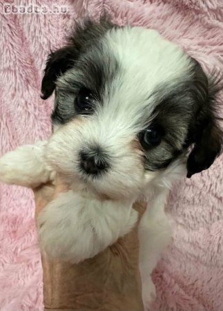 Bichon havanese kiskutyák