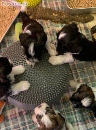 Bichon havanese kiskutyák