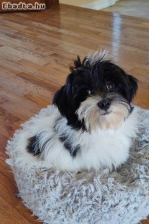 Bichon havanese kiskutyák