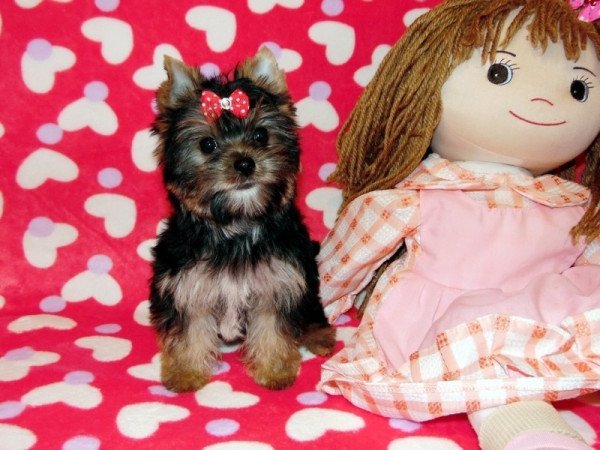 Yorkshire Terrier, Yorki