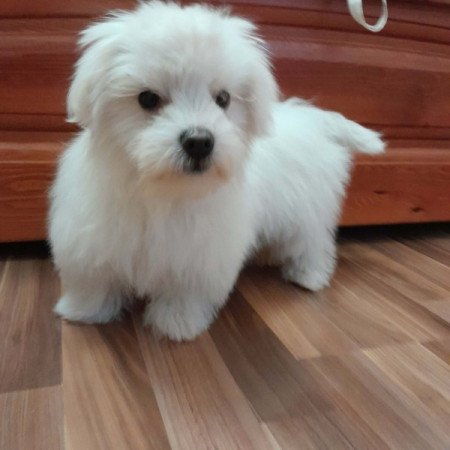 Máltai selyemszőrű