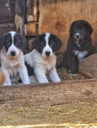 Közép-ázsiai juhász kutya